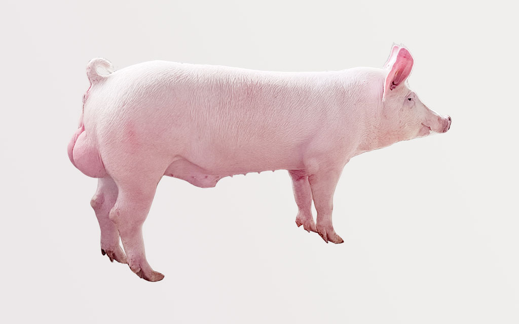 種母豬（大白、長白）